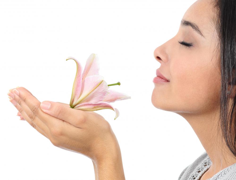 The nostrils contain odor-sensitive organs to process and interpret olfactory information.