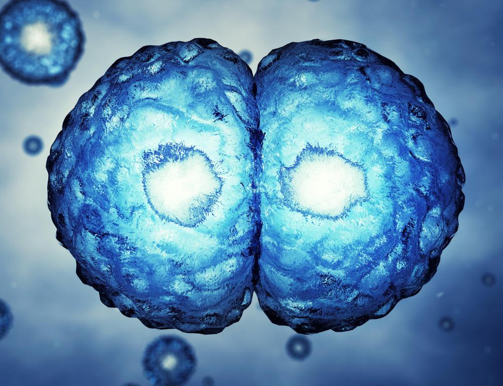 A zygote forms when an egg is fertilized by sperm.