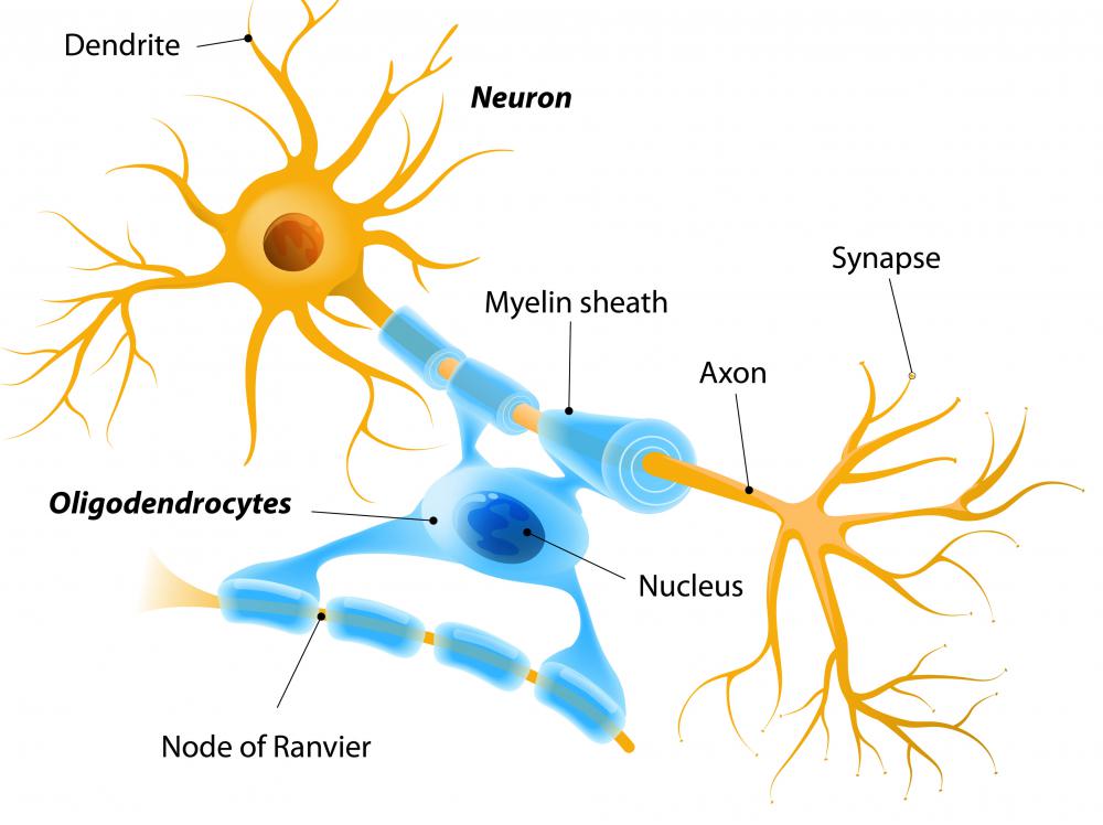 show picture of dendrite and axon