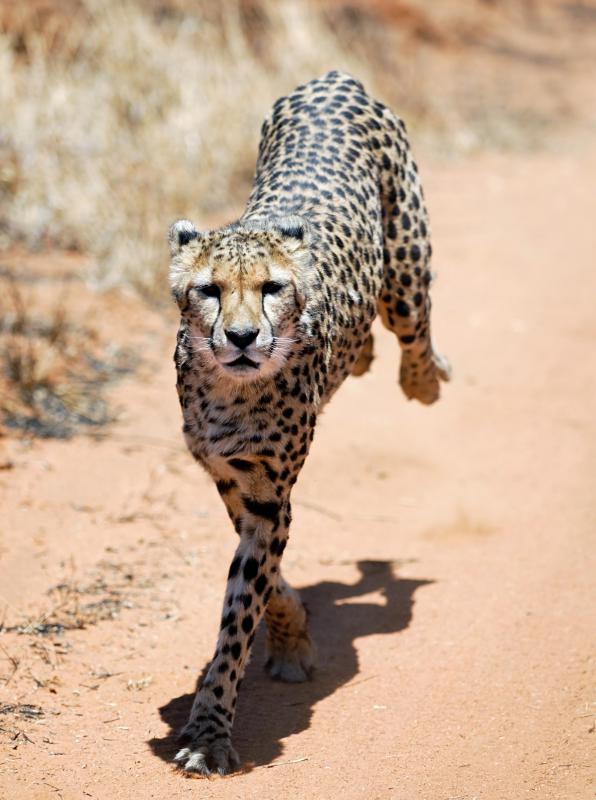 What is Binocular Vision? (with pictures)