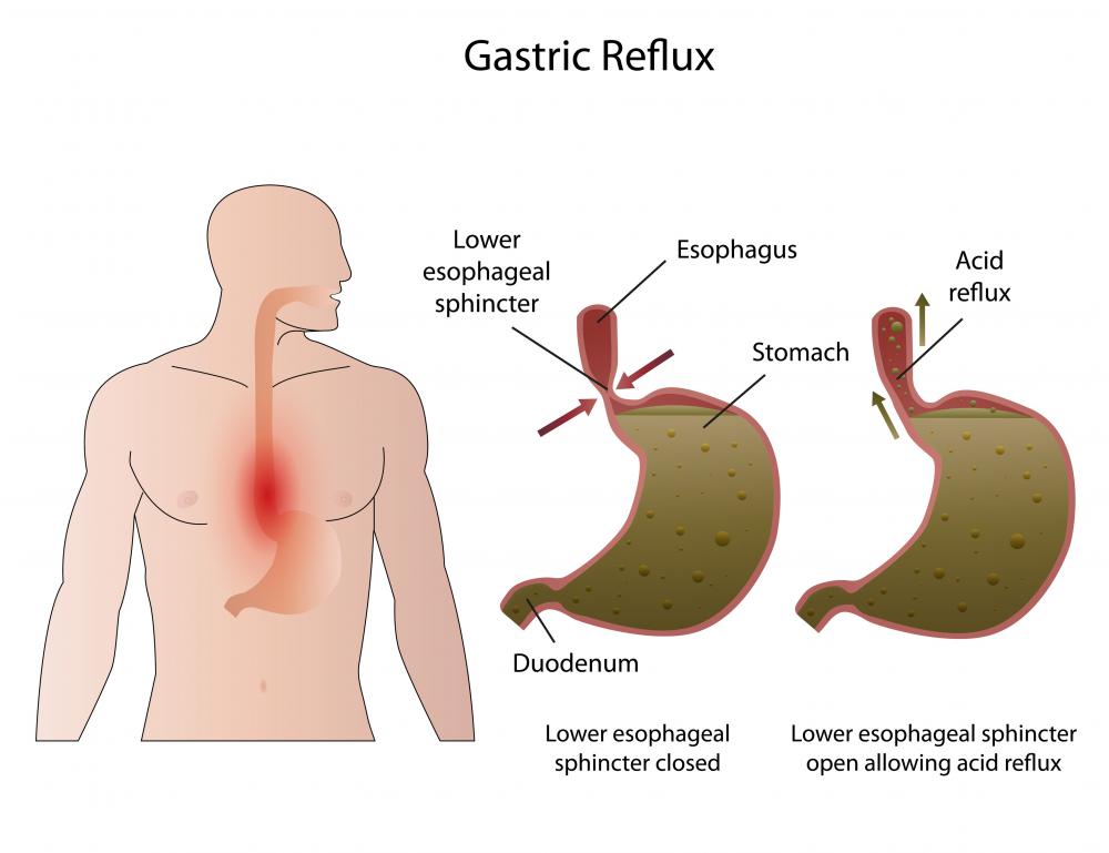 esophagus sphincter anatomy