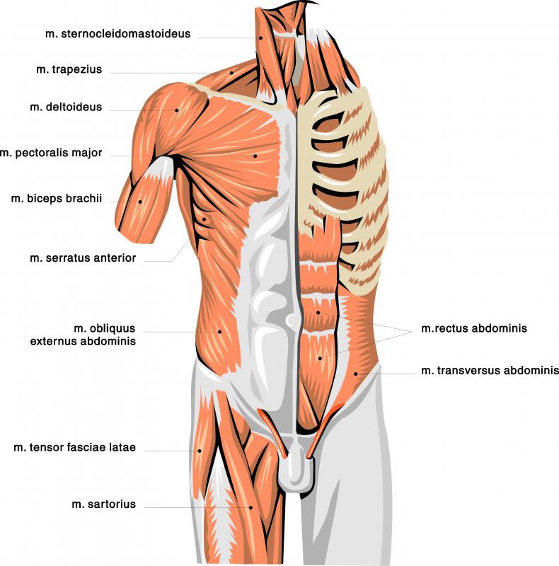 shoulder flexion muscles