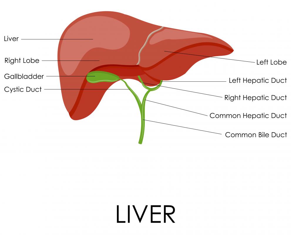Сегменты печени мрт. Цирроз печени стадии развития. Печень s2 что это. Строение печени доли и сегменты. Резекция печени при альвеококкозе.