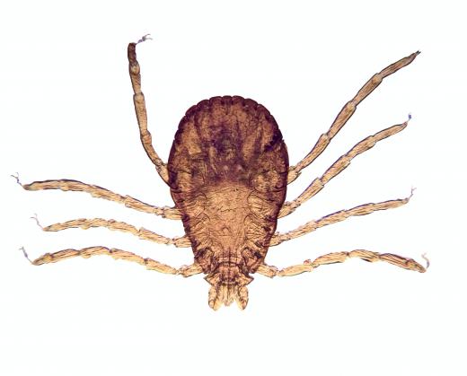 Ticks can transmit several bacterial illnesses.