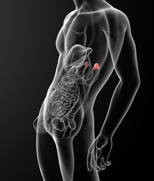 The organs of the retroperitoneal space include the adrenal glands.