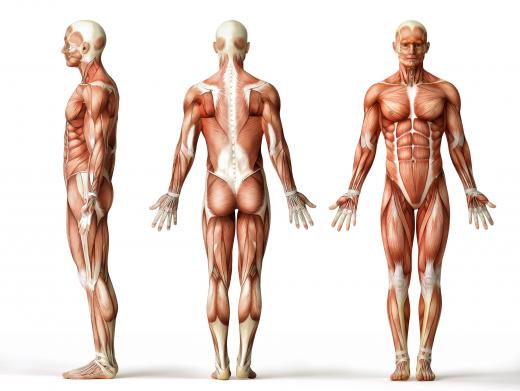 Skeletal muscle and cardiac muscle are types of striated muscle.