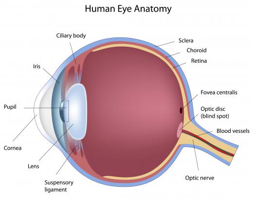 Anatomy of a healthy human eye.