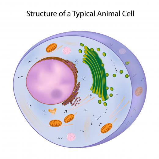 Somatic gene therapy is being used to treat diseases such as cancer.