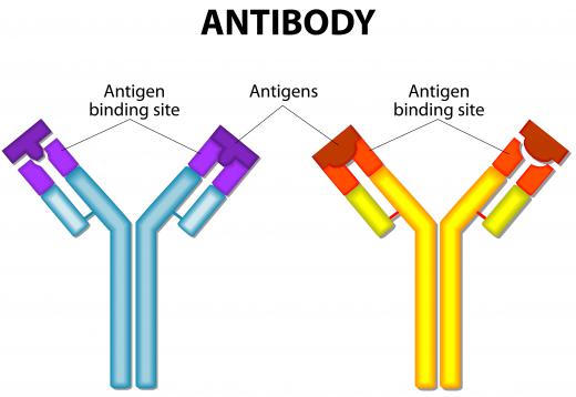 Adjuvant is a term used to refer to agents used in producing antibodies to specific antigens.