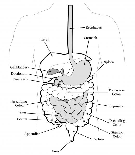 An ailment called malrotation causes the caecum to block the flow of food waste through the small intestine.