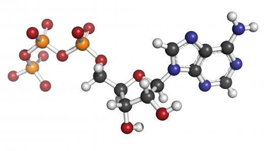 At each protein, some energy is released and that energy is used to put an additional phosphate group on to adenosine diphosphate (ADP) to make one ATP molecule.