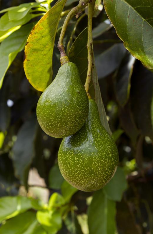 Add avocado to mashed up bananas for a moisturizing foot paste.