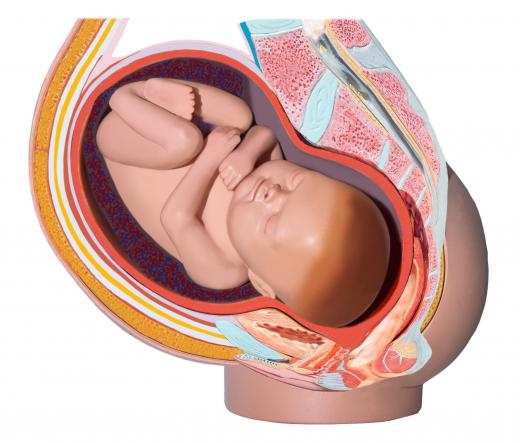 The placenta transfers oxygen and nutrients to the baby and can be located in the back (posterior) or the front (anterior) of the uterus.