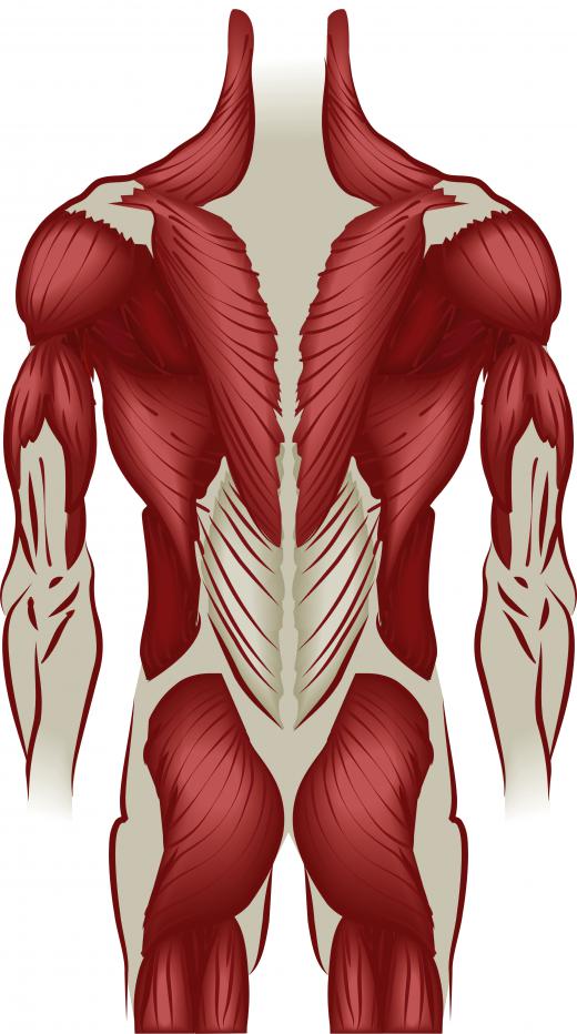 Paraspinal muscles are part of the back and run next to the spine.