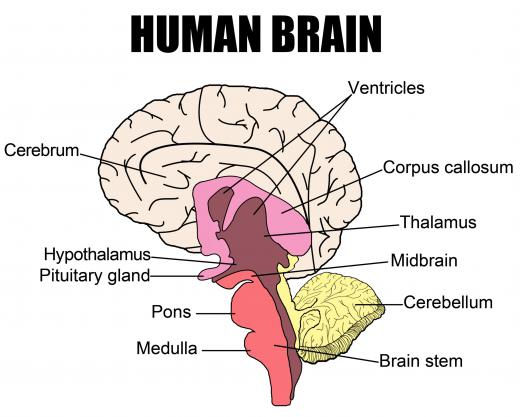 The human brain is contained in the cranium.