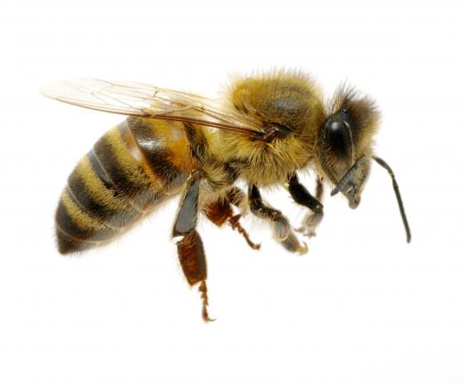 Propolis is a waxy substance produced by bees.