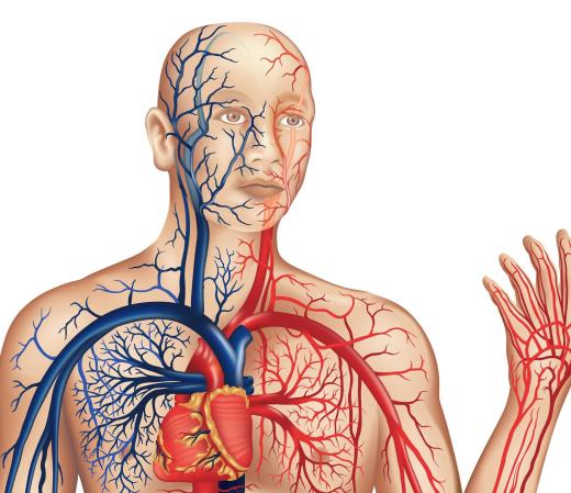 The circulatory system.