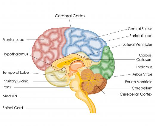 The pons, medulla, and cerebellum form the hindbrain.