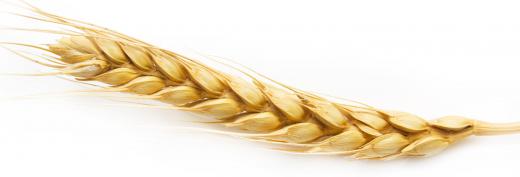 Barley, which contains amino acids.