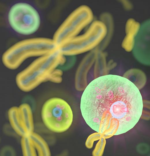 In humans, germ cells only carry half the number of chromosomes necessary to create an organism.