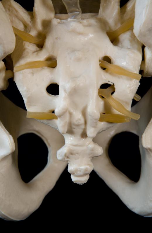 The coccyx is the broad section of four vertebrae at the base of the spine.