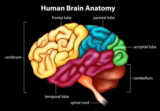 The intraparietal sulcus is located in the parietal lobe and helps direct eye movements.