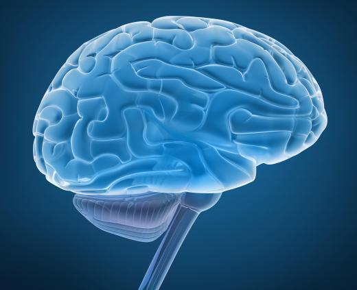 The human brain can suffer permanent damage if it goes more than five minutes without oxygen.