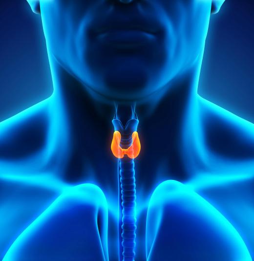 Cuboidal epithelium may be found on the thyroid gland.