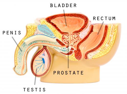 In a vasectomy, the vas deferens, a duct that carries sperm from the testes to the penis, is cut.