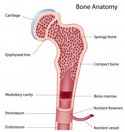 A diagram of the anatomy of a bone, showing the bone marrow in red.