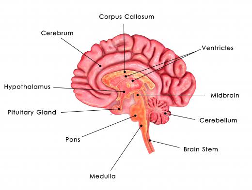 The thyroid gland functions in cooperation with the hypothalamus and the pituitary gland.