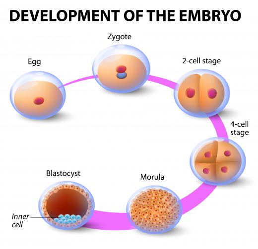 After fertilization in humans, a zygote becomes a blastocyst in 5 stages.