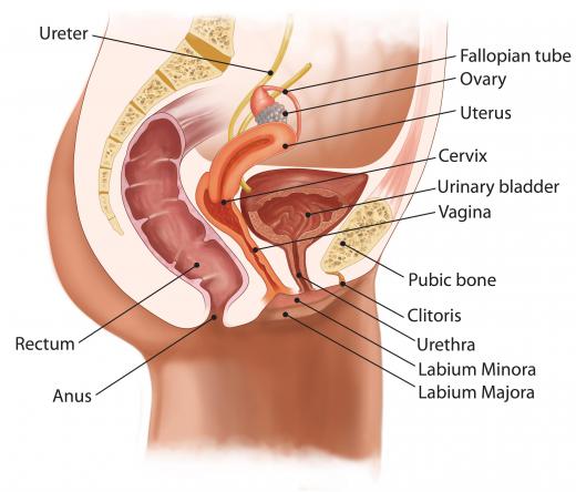 A cutaway of a female body showing the bladder in dark pink.