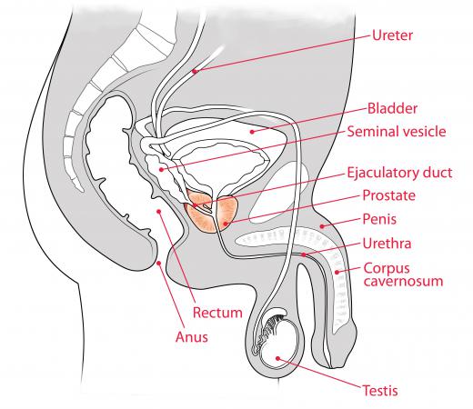 Semen is produced in the vessels within the testicles called the seminiferous tubules.