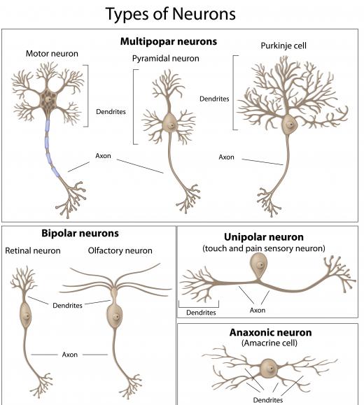 Different types of neurons.