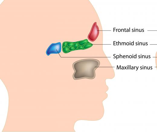 The paranasal sinuses are part of the cranium.