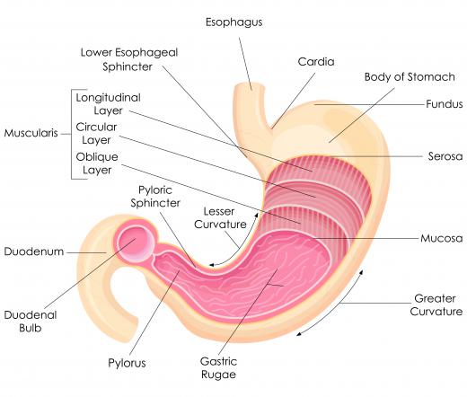 The stomach is one location for a tube insertion.