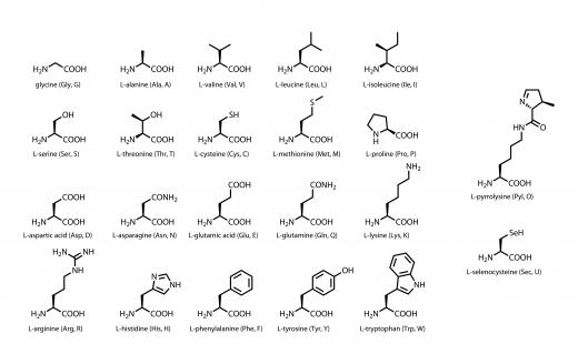 The 22 amino acids, a byproduct of deamination.