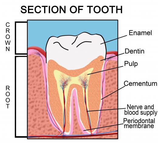 In teeth, calcium hydroxyapatite can be found in the enamel and the calcified dentin.