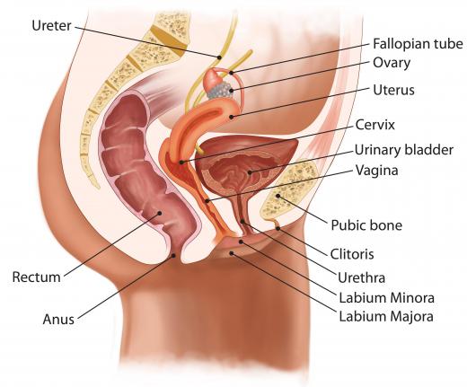 An anus is composed of two parts: the anal canal and the anal verge.