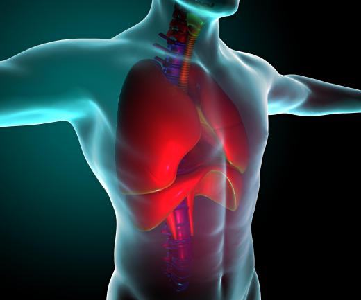 The diaphragm is between the abdomen and lungs.