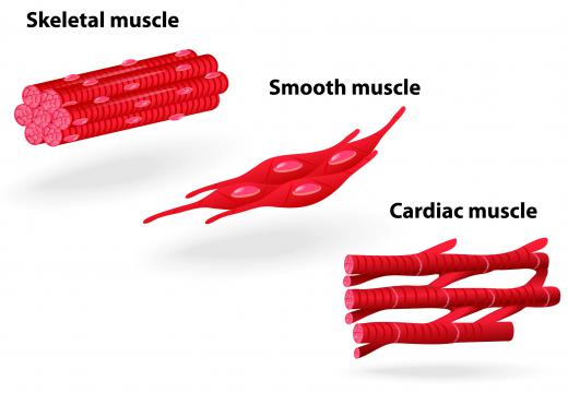 There are three different types of muscle tissue within the body.