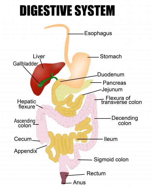 Inulin prebiotics are often recommended for digestive support.