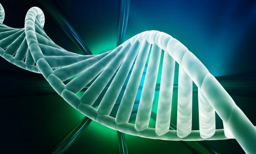 DNA is constructed from nucleotides during the anabolic process, which is a type of metabolic process.