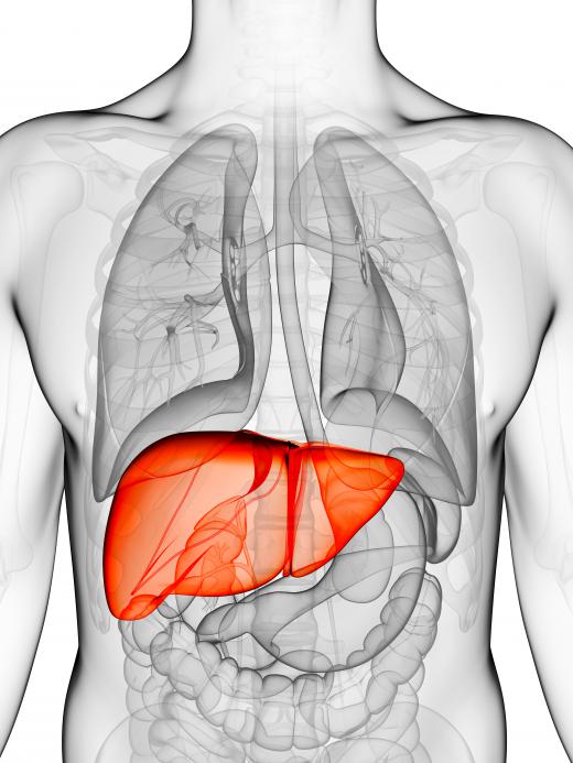 Most of the deamination process occurs in the liver, highlighted here, and then finishes in the kidneys.