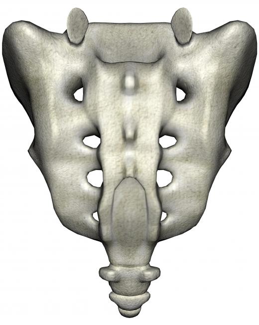 The piriformis muscle originates at the anterior sacrum.