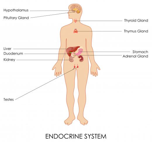 The endocrine system utilizes the pancreas to help regulate hormones.