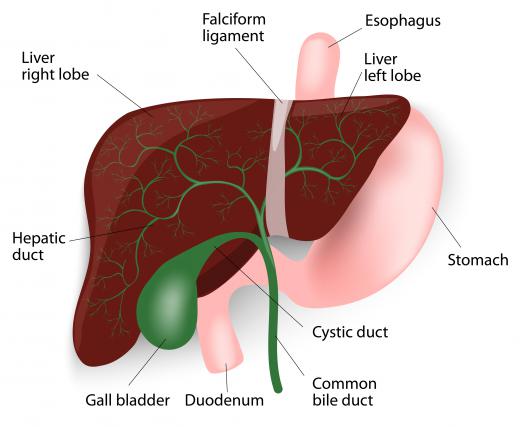 Food passes through the duodenum after leaving the stomach.