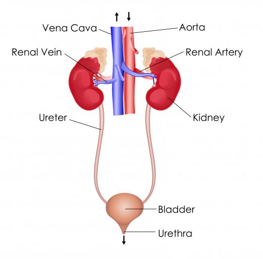 The kidneys are part of the larger excretory system.