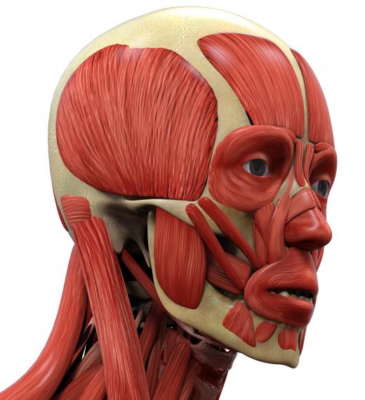 Hypomimia affects the facial muscles.